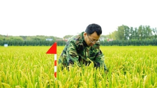 中國夢·大國工匠篇 ｜黑土地守護(hù)者金立軍：想為中國的飯碗“裝好糧”