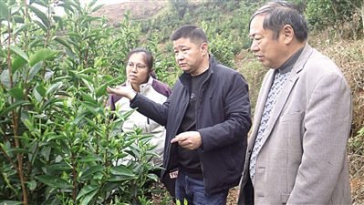 鍥而不舍落實(shí)中央八項(xiàng)規(guī)定精神·一線見(jiàn)聞｜帶著茶農(nóng)期盼 奔著實(shí)處走訪