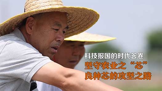 科技報(bào)國的時(shí)代答卷｜堅(jiān)守農(nóng)業(yè)之“芯”：良種芯的攻堅(jiān)之路