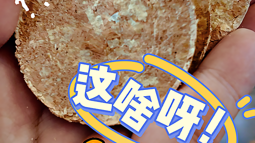 木屑秒變“小餅干”！輕工國賽上的環(huán)保黑科技，省90%空間太絕了