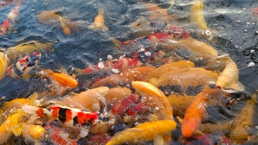 新春走基層·駐村調(diào)研看產(chǎn)業(yè)｜東北小村的觀賞魚(yú)“游”向全國(guó)啦！