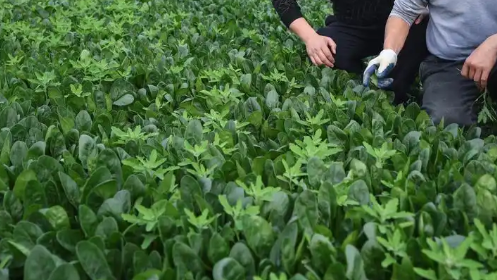 山東煙臺光山工友創(chuàng)業(yè)園“慧·比拼”勞動競賽菠菜種植管護專項競賽舉辦