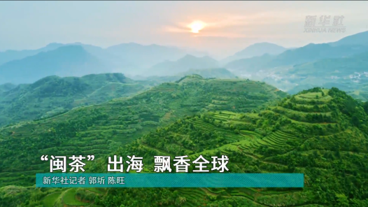 文化中國行｜“閩茶”出海，飄香全球