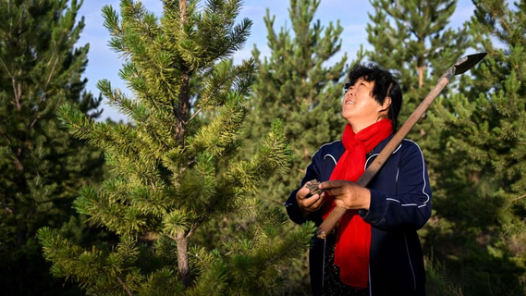 全國勞模殷玉珍，她把自己的榮譽(yù)給了一頭騾子